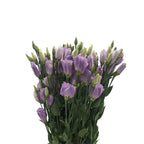 Eustoma - China