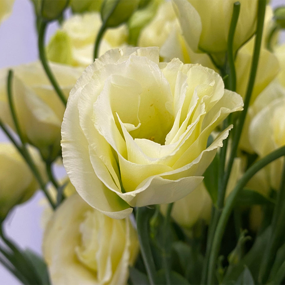 Eustoma - China