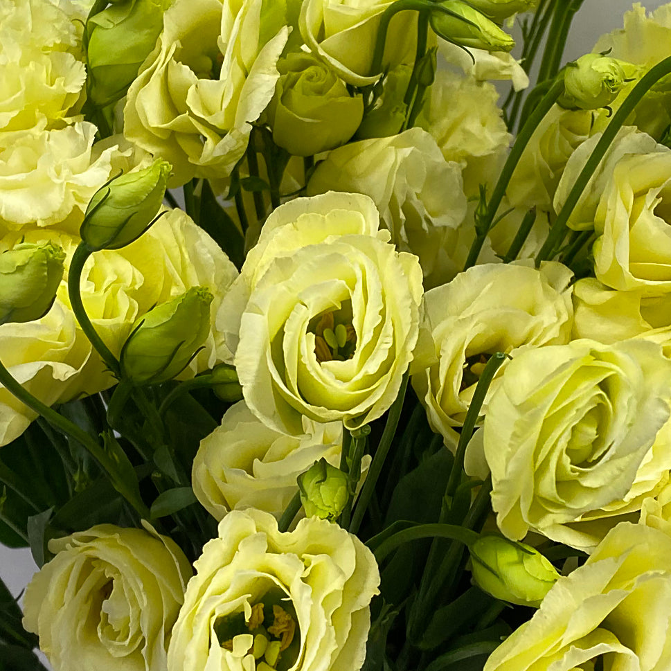 Eustoma - China