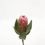 Protea - South Africa