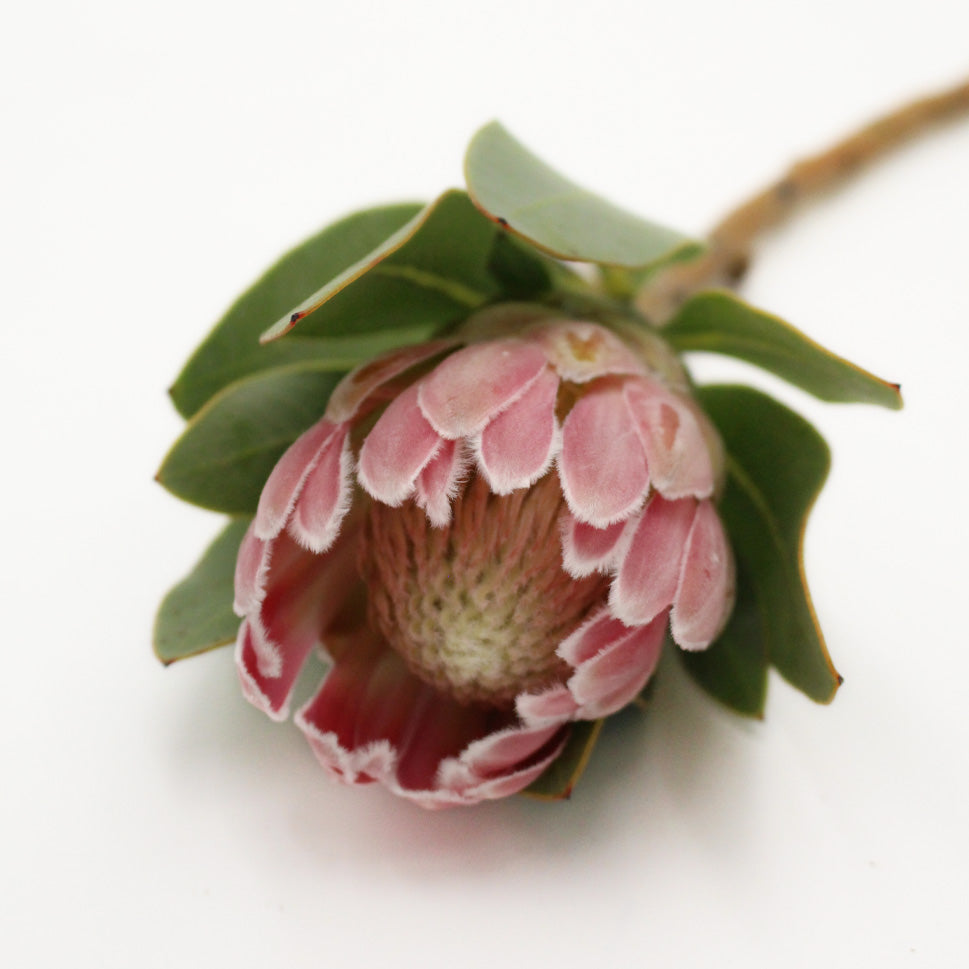 Protea - South Africa