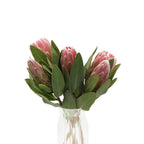 Protea - South Africa