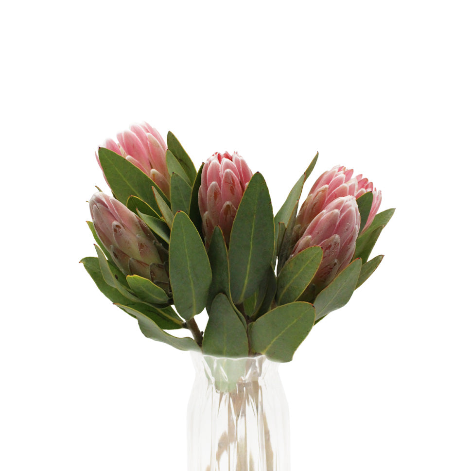 Protea - South Africa