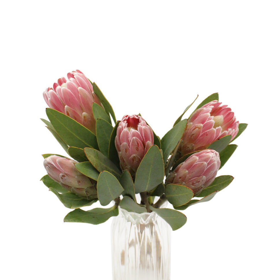 Protea - South Africa
