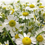 Matricaria Chamomila - Holland