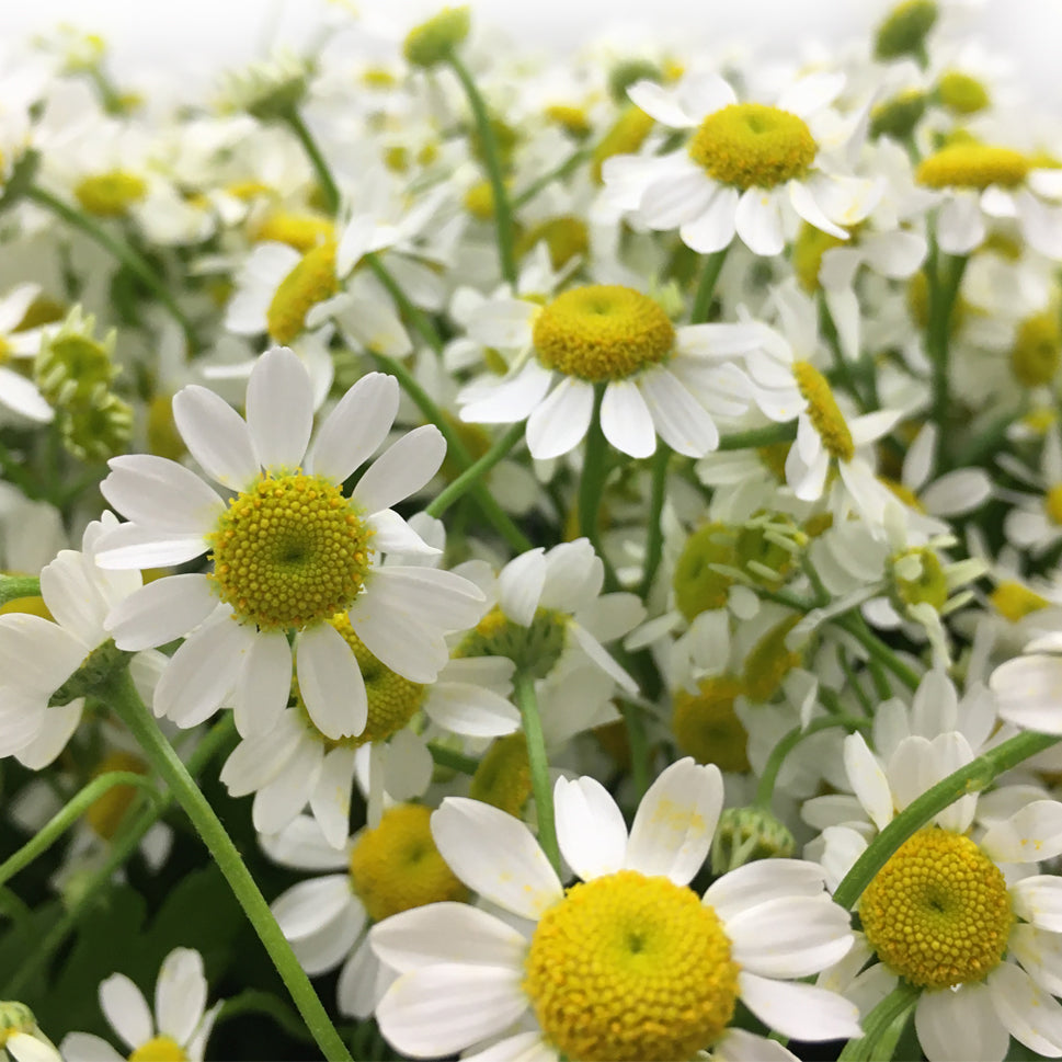 Matricaria Chamomila - Holland