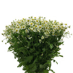 Matricaria Chamomila - Holland