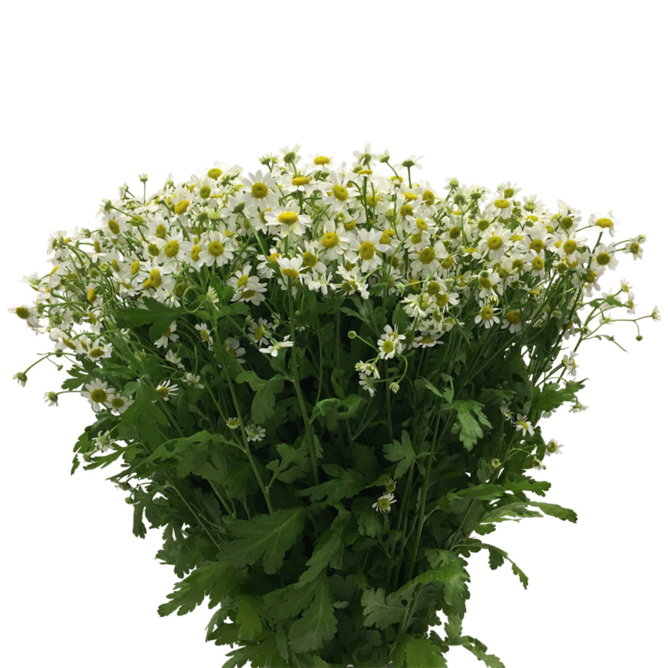 Matricaria Chamomila - Holland