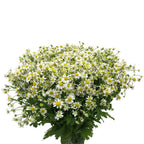 Matricaria Chamomila - Holland