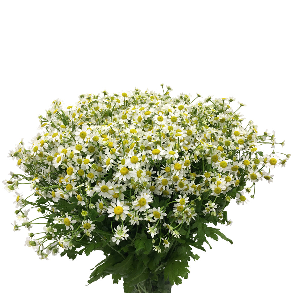 Matricaria Chamomila - Holland