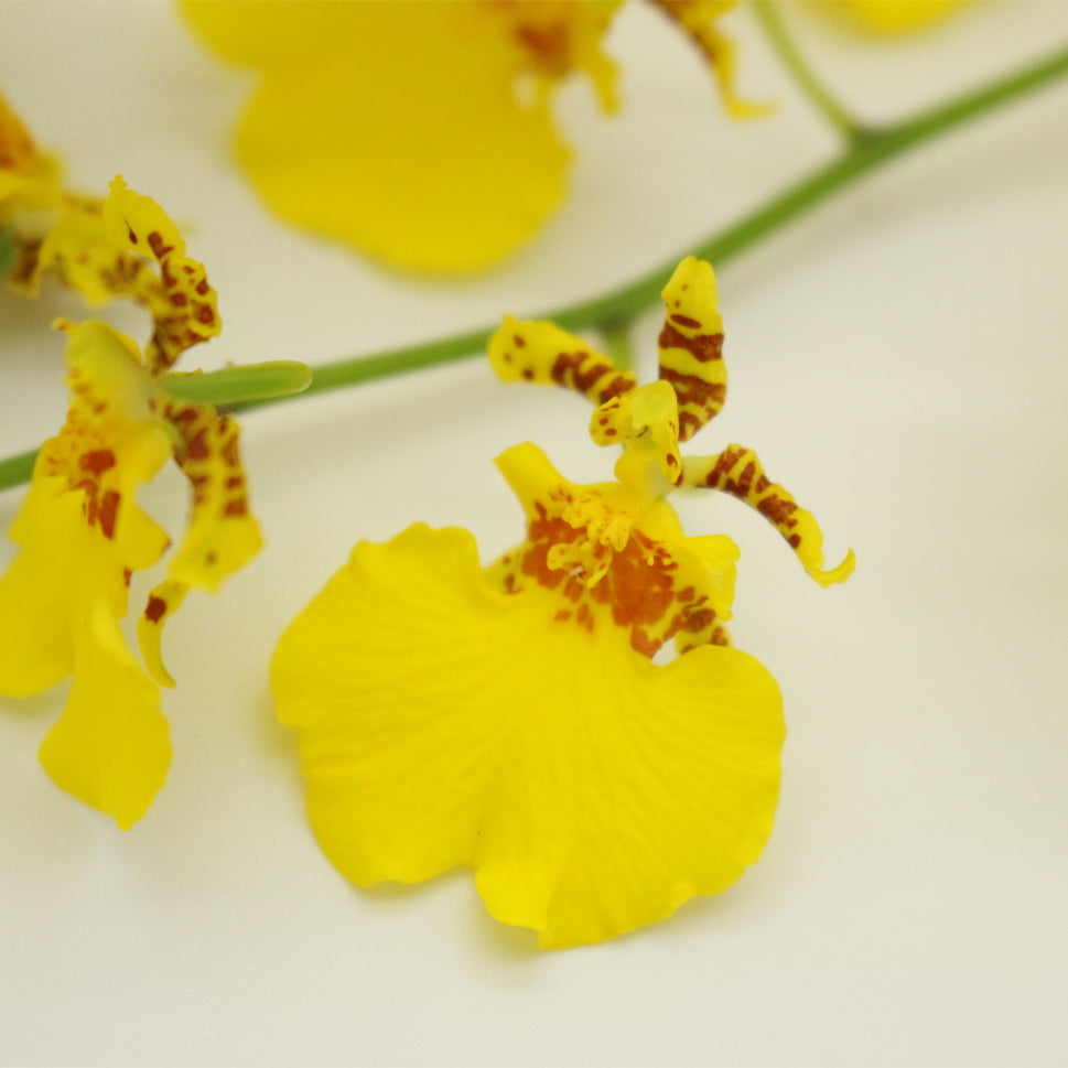 Orchid Oncidium Golden Ramsey - Taiwan