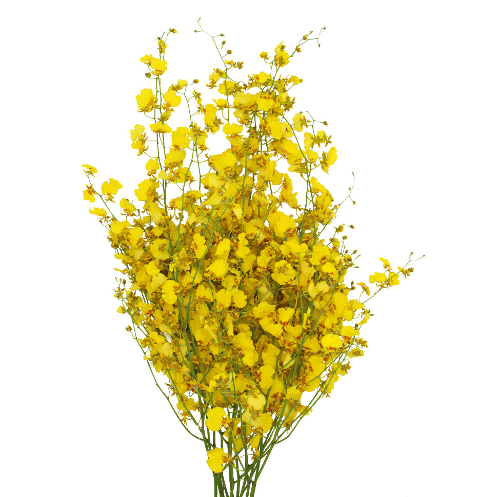 Orchid Oncidium Golden Ramsey - Taiwan