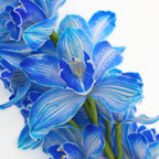 Cymbidium Orchid Dyed X6 Blue - Holland