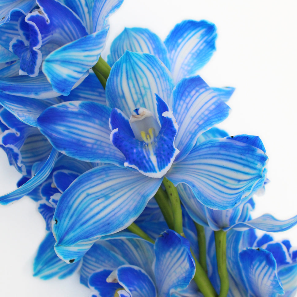 Cymbidium Orchid Dyed X6 Blue - Holland