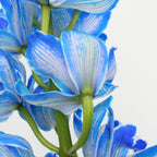 Cymbidium Orchid Dyed X6 Blue - Holland