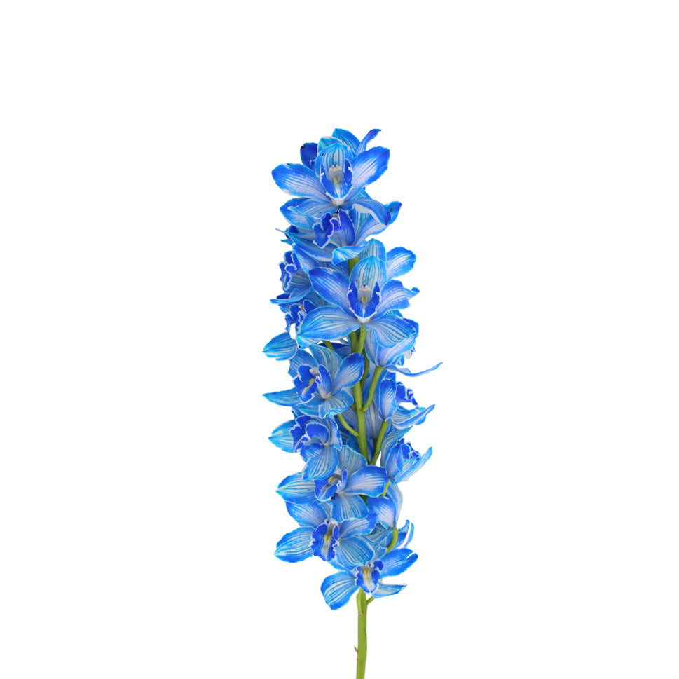 Cymbidium Orchid Dyed X6 Blue - Holland