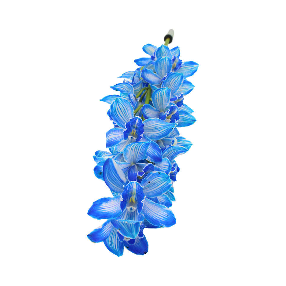 Cymbidium Orchid Dyed X6 Blue - Holland