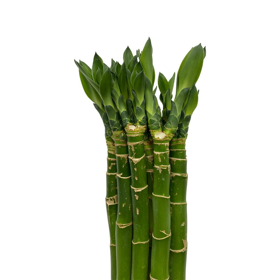 Lucky Bamboo - Indonesia