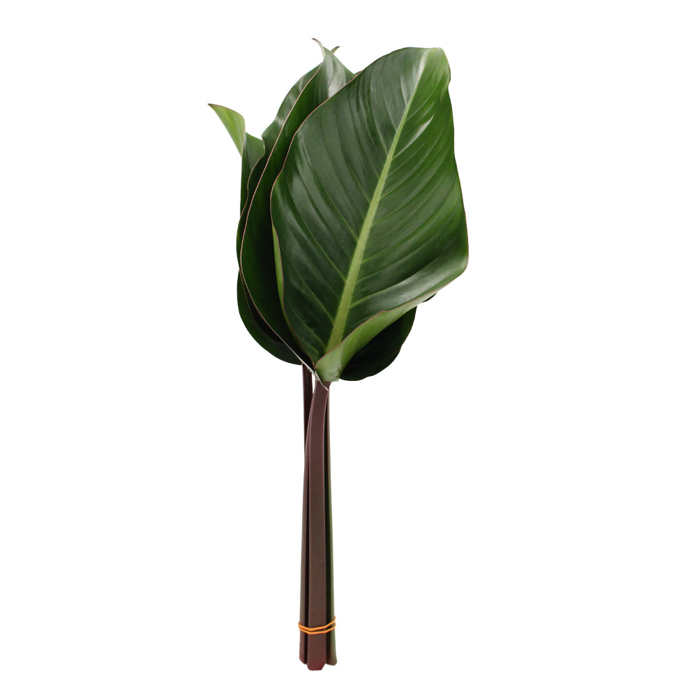 Philodendron - Malaysia