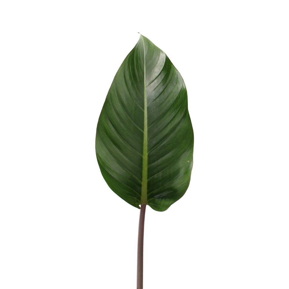 Philodendron - Malaysia