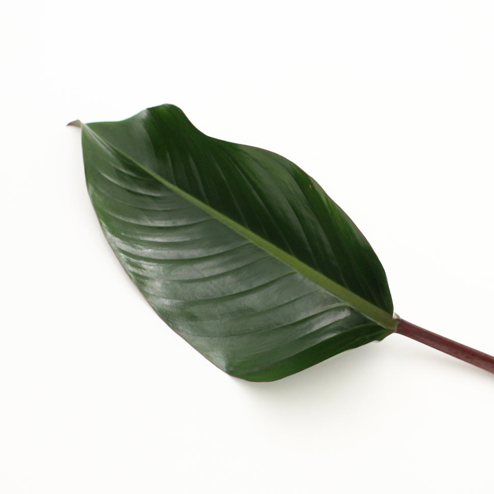 philodendron malaysia Philodendron Malaysia