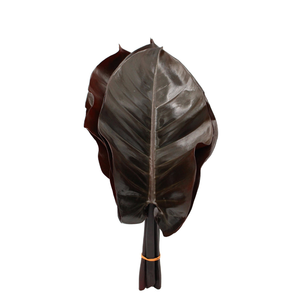 Philodendron - Malaysia