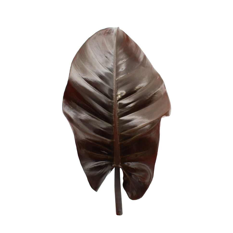 Philodendron - Malaysia