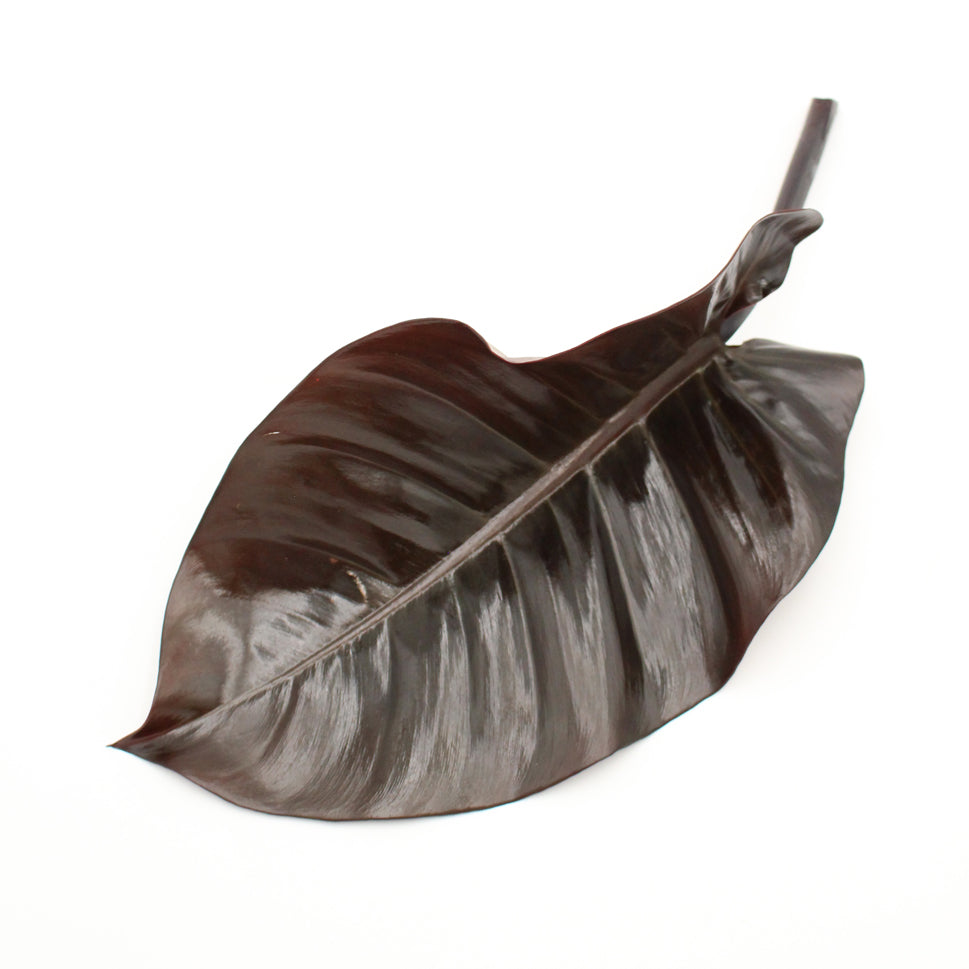 philodendron malaysia Philodendron Malaysia