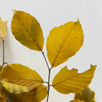 Copper Beech Premium - Italy
