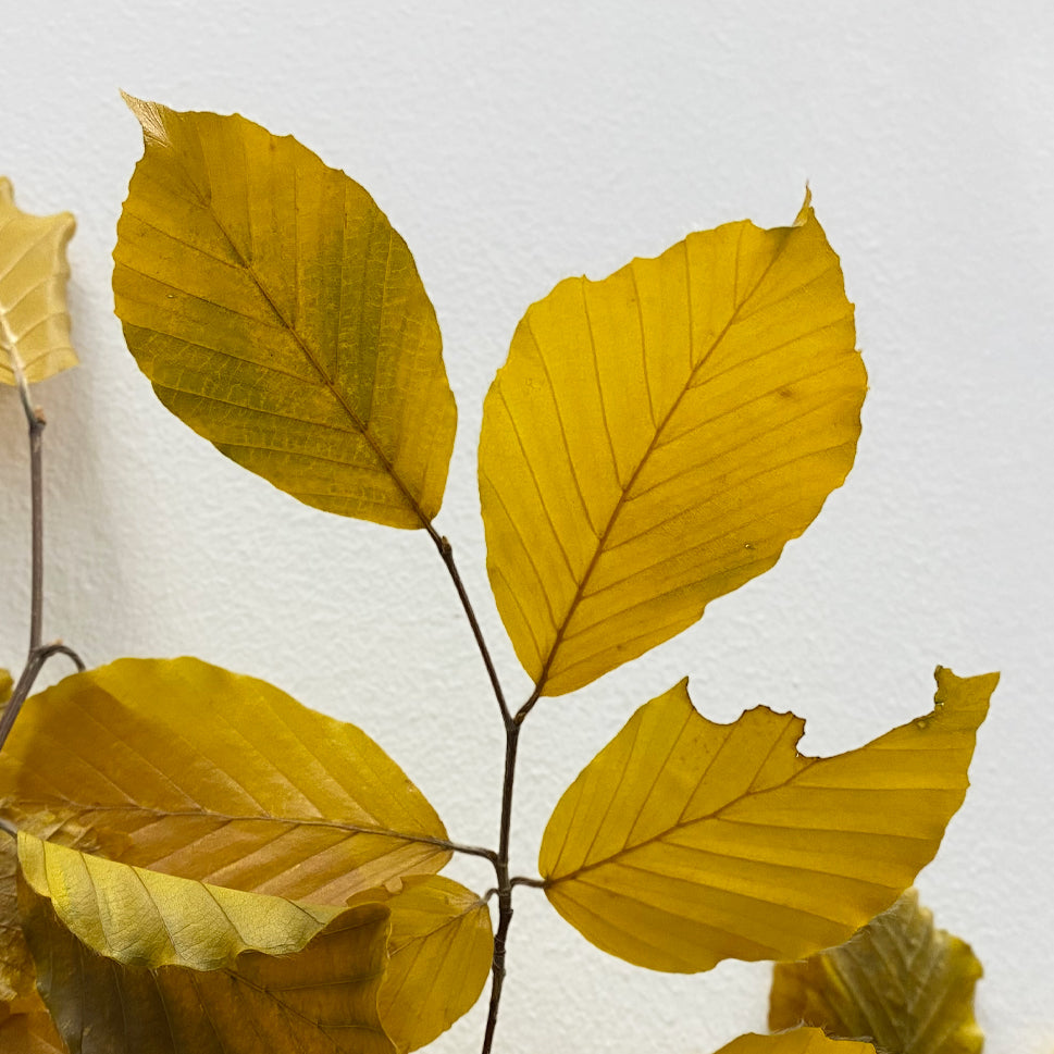 Copper Beech Premium - Italy