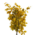Copper Beech Premium - Italy