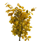 Copper Beech Premium - Italy
