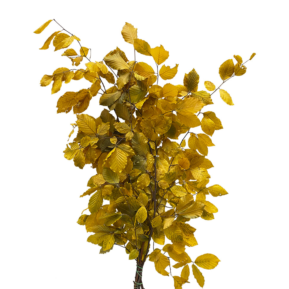 Copper Beech Premium - Italy