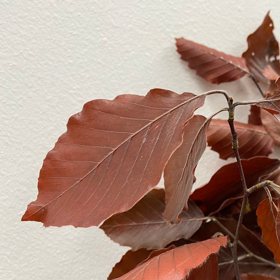 Copper Beech Premium - Italy