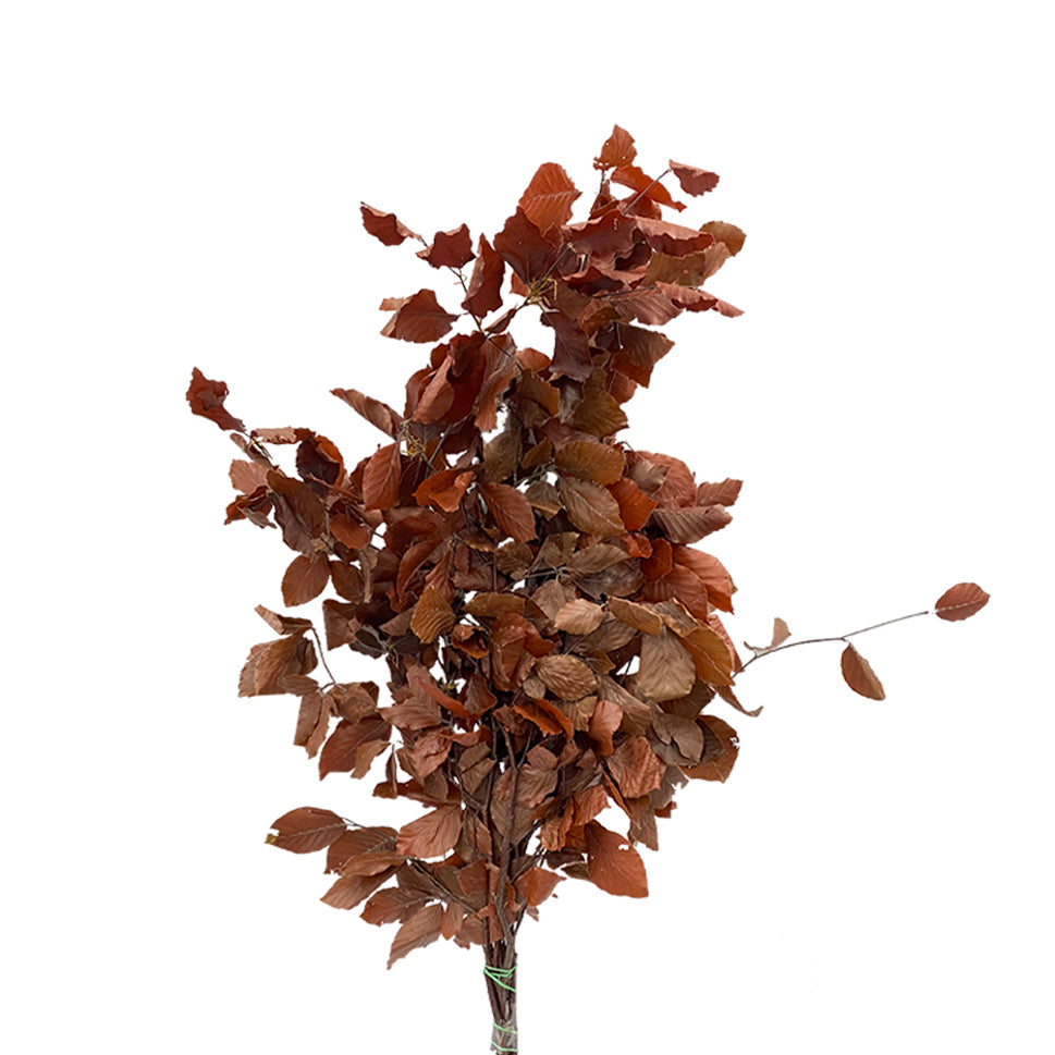 Copper Beech Premium - Italy
