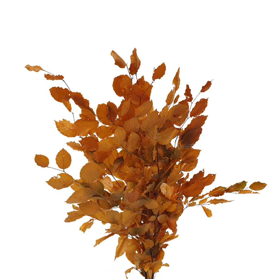 Copper Beech Premium - Italy
