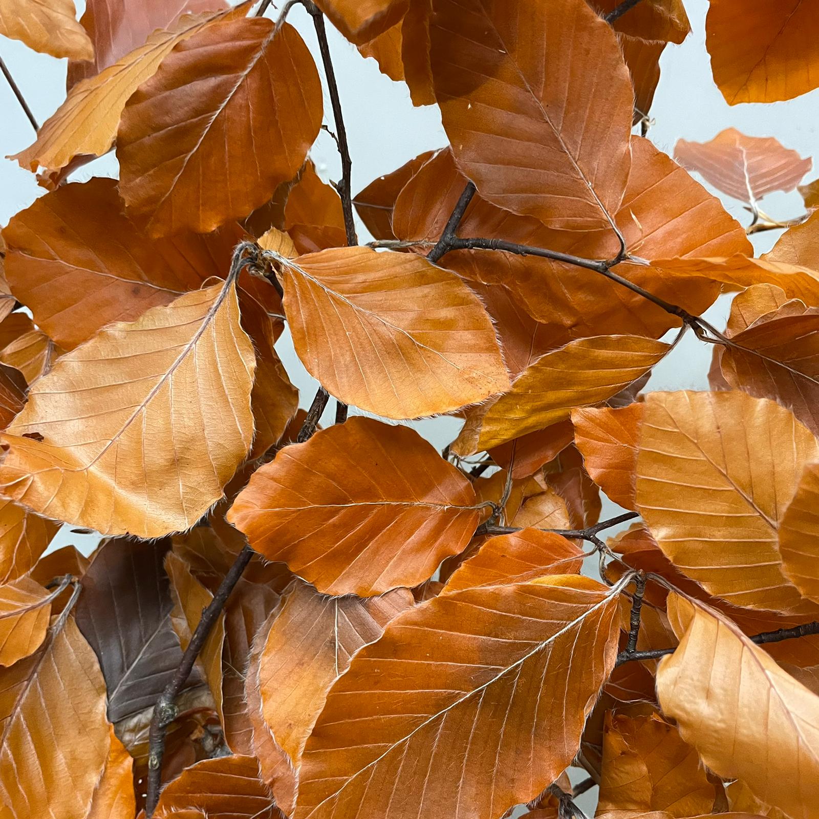 Copper Beech Premium - Italy