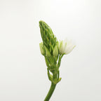 Ornithogalum Thysoides - Holland