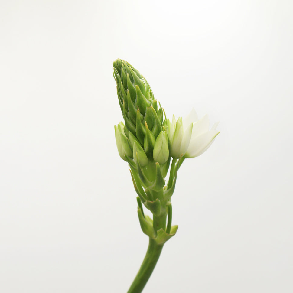 Ornithogalum Thysoides - Holland