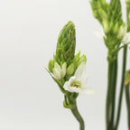 Ornithogalum Thysoides - Holland