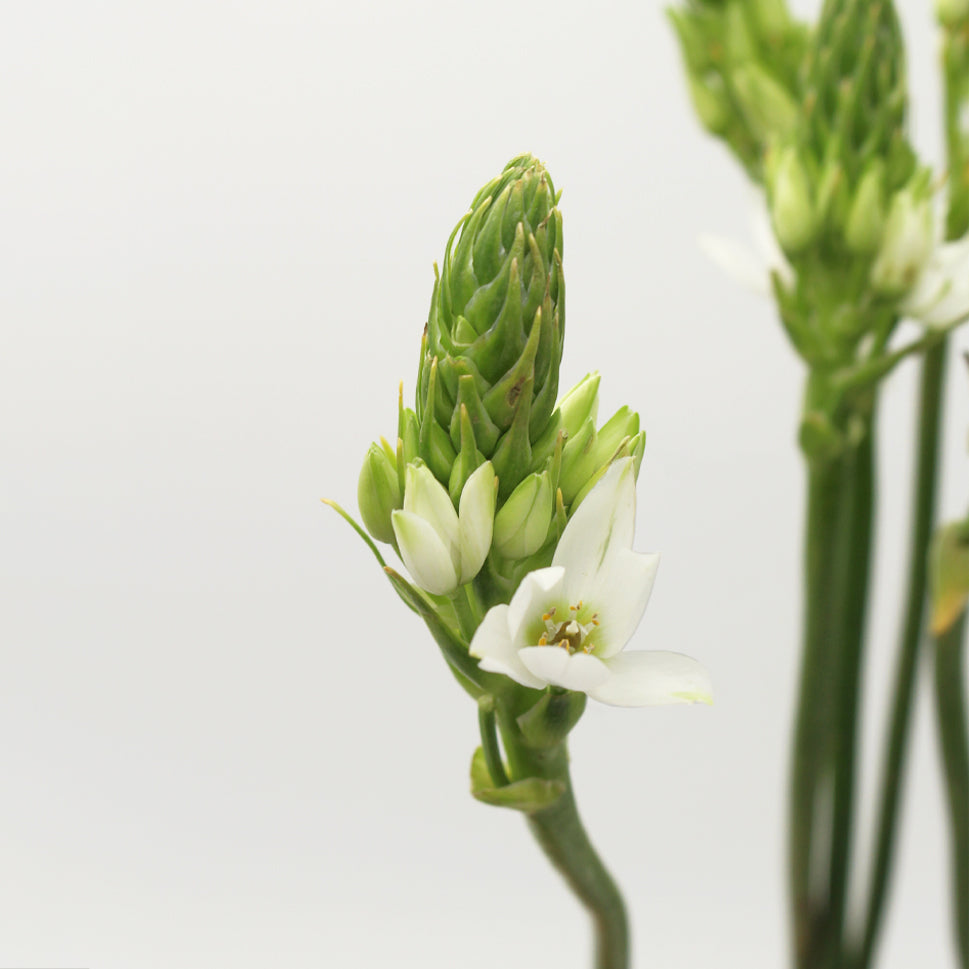 Ornithogalum Thysoides - Holland