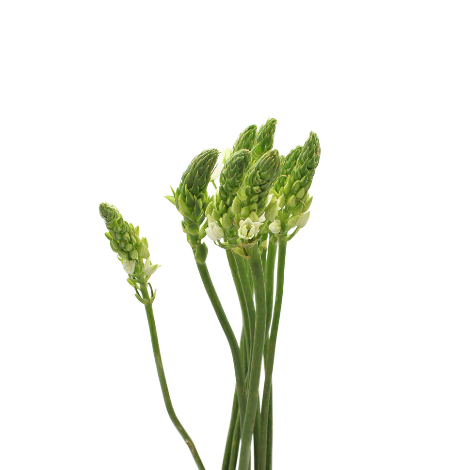 Ornithogalum Thysoides - Holland