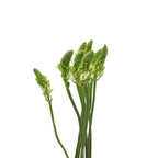Ornithogalum Thysoides - Holland
