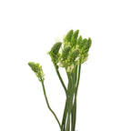 Ornithogalum Thysoides - Holland