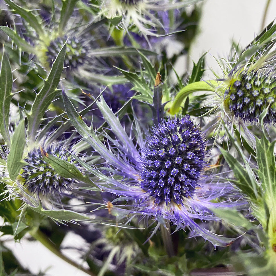 Eryngium - Ecuador