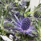 Eryngium - Ecuador