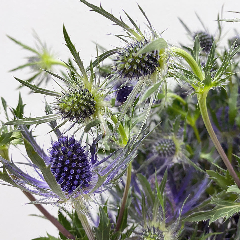 Eryngium - Ecuador