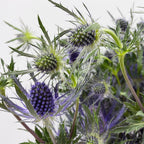 Eryngium - Ecuador