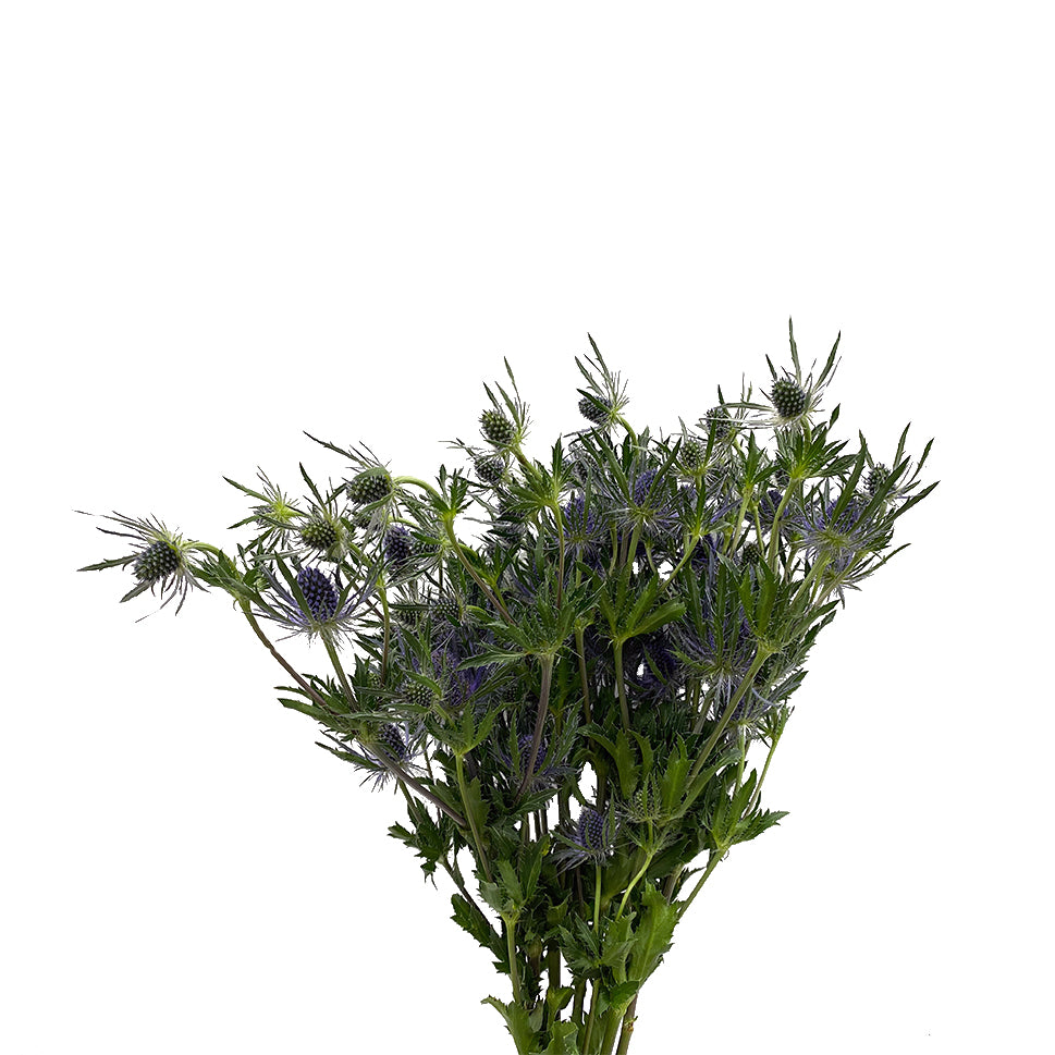 Eryngium - Ecuador