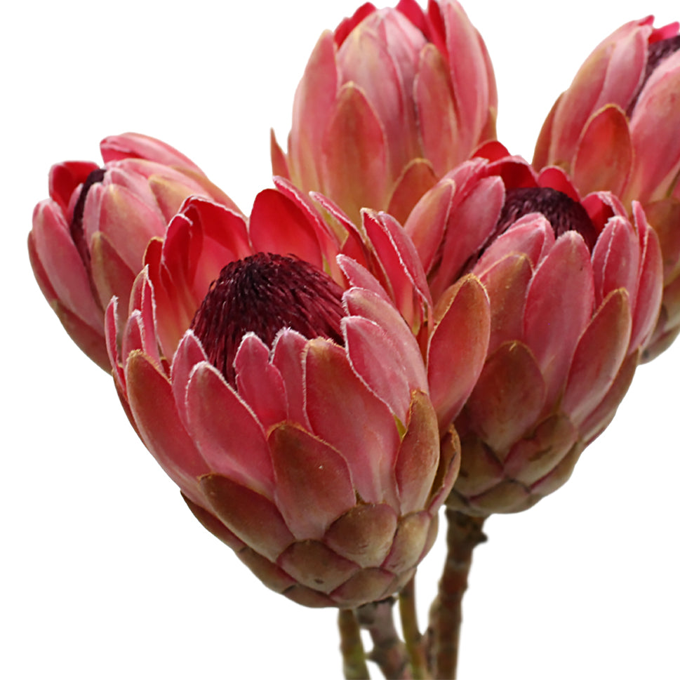 Protea - South Africa